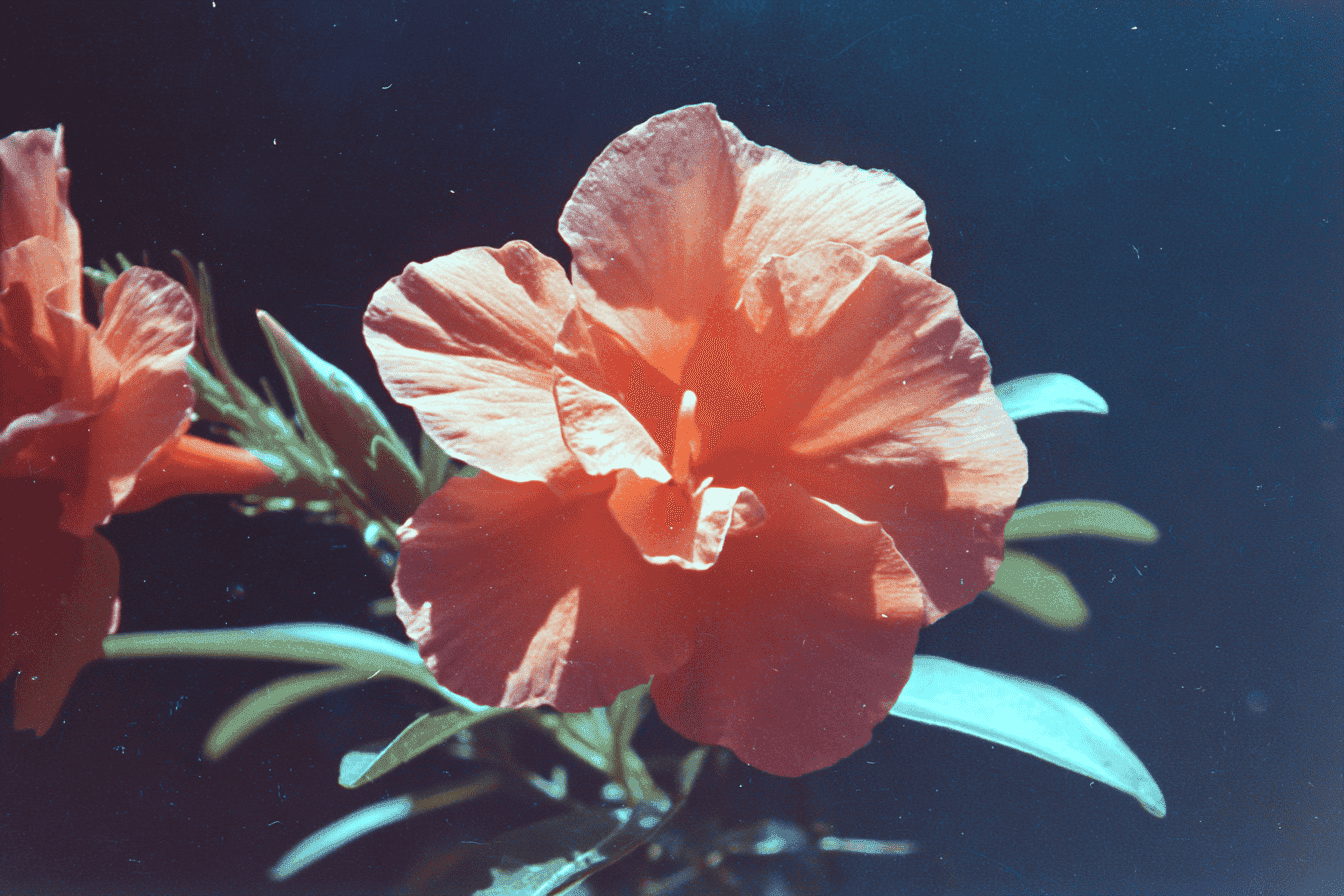 Scarlet Bloom
