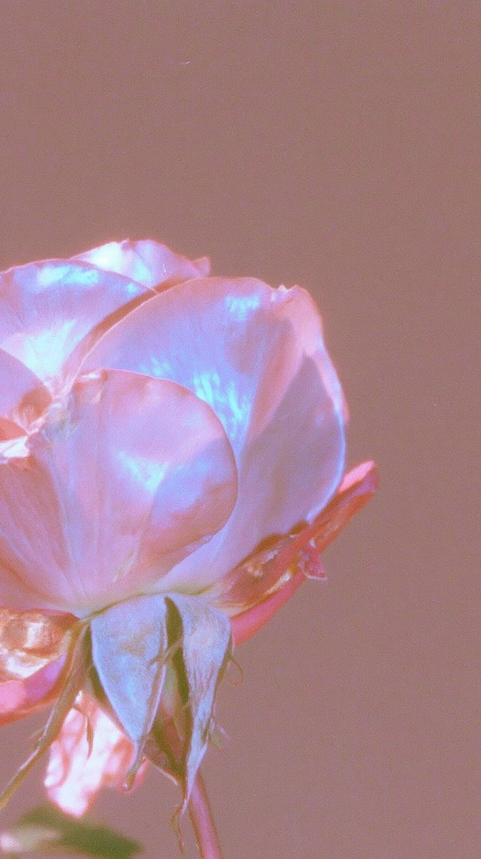 Blush Rose in Mauve Haze