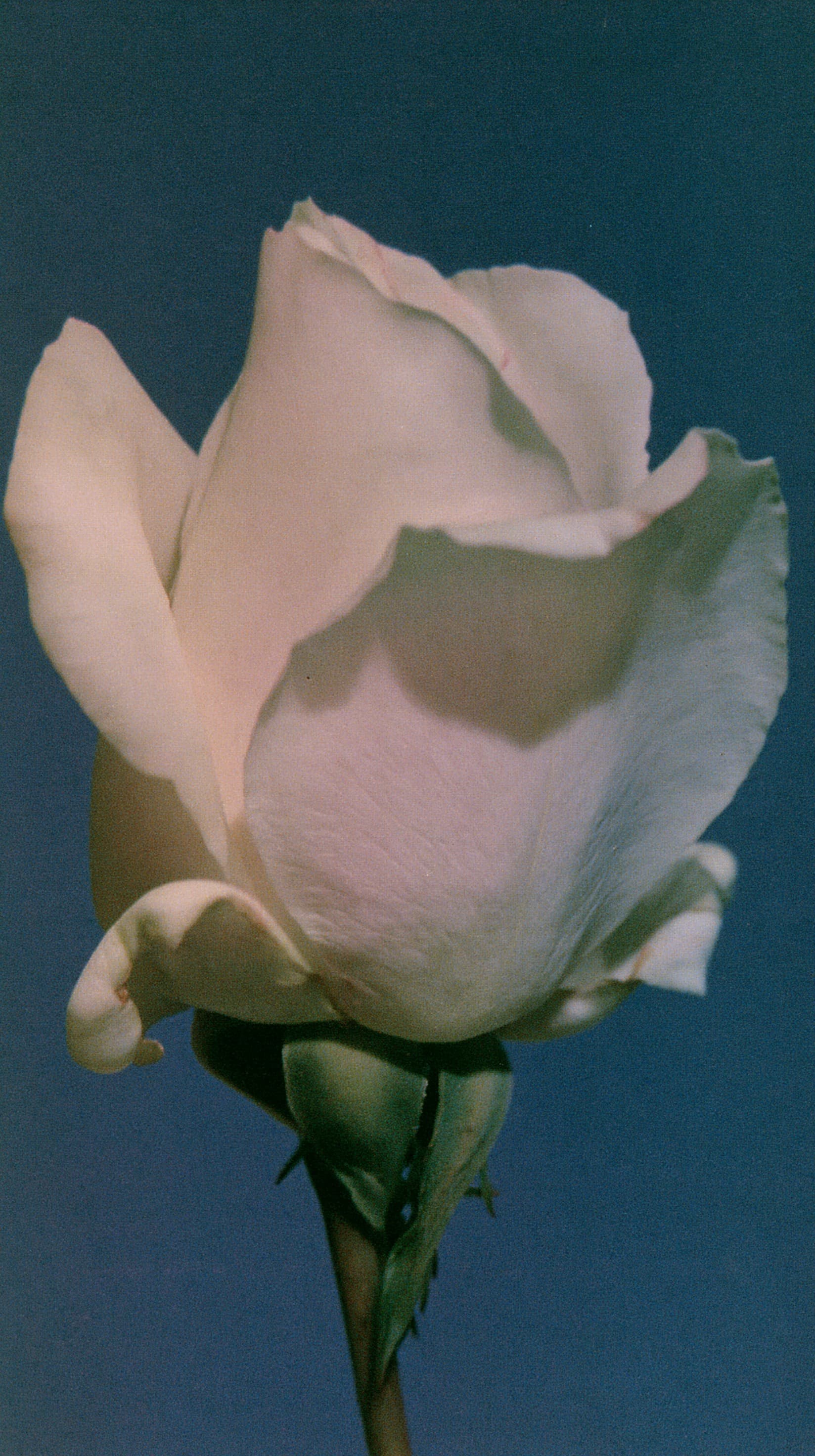 Ivory Rose on Deep Blue
