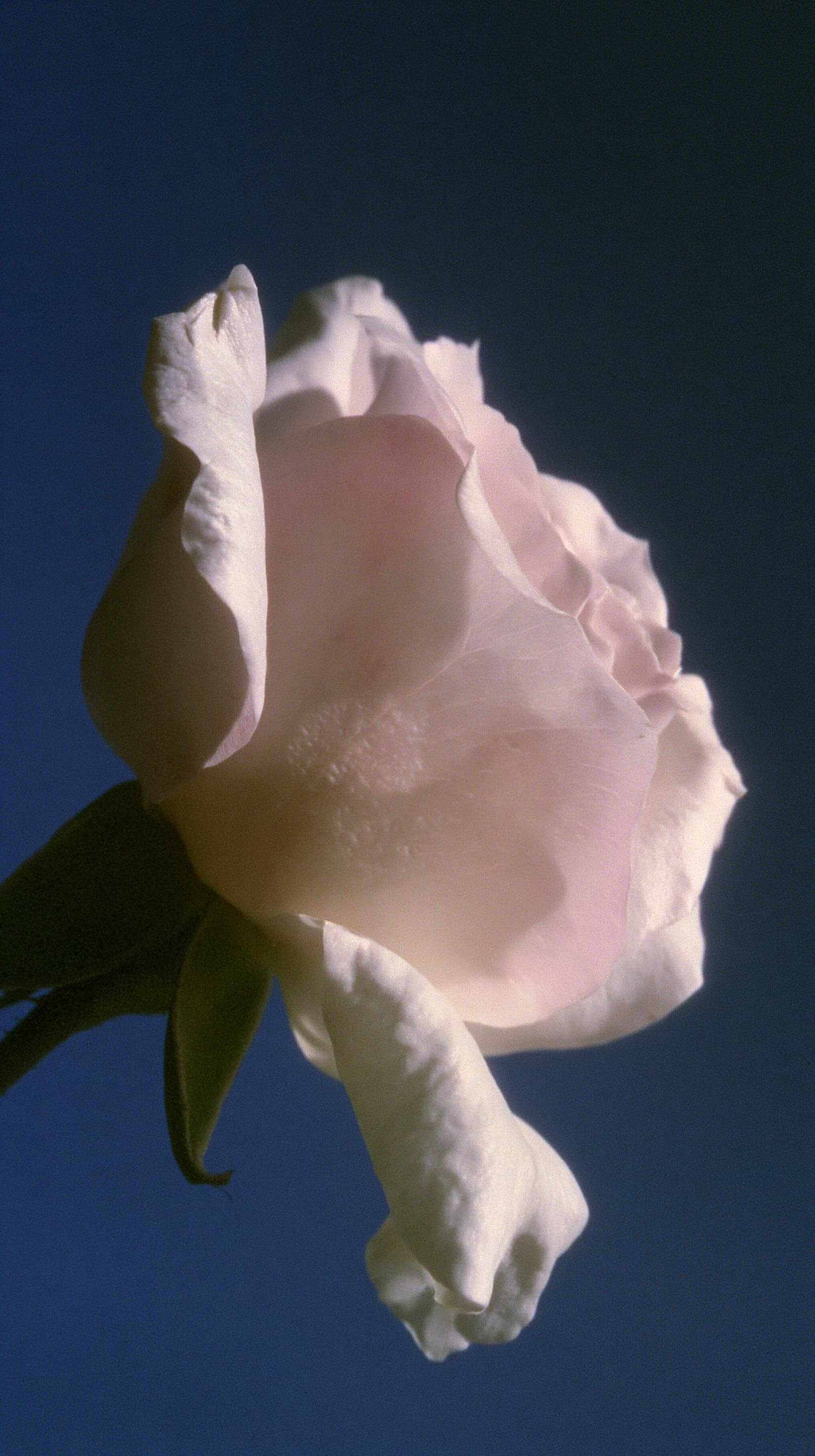 Pale Rose Against Navy
