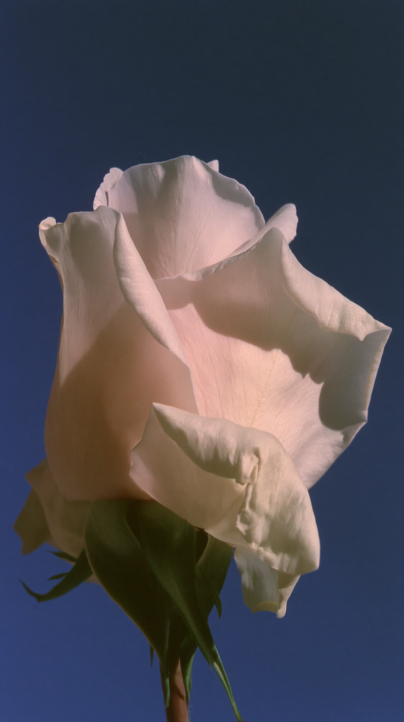Cream Rose Unfurling