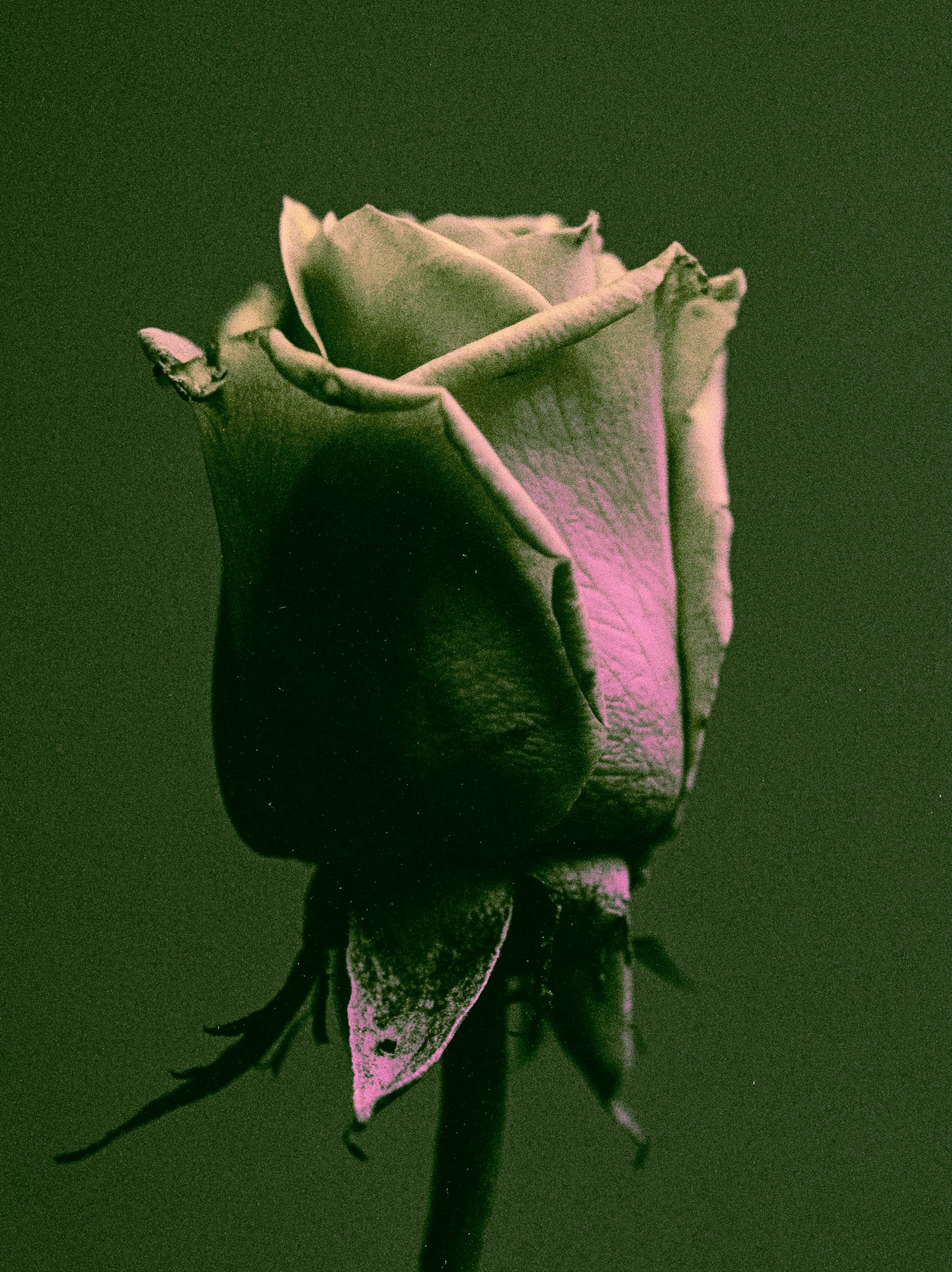 Duotone Rose in Green