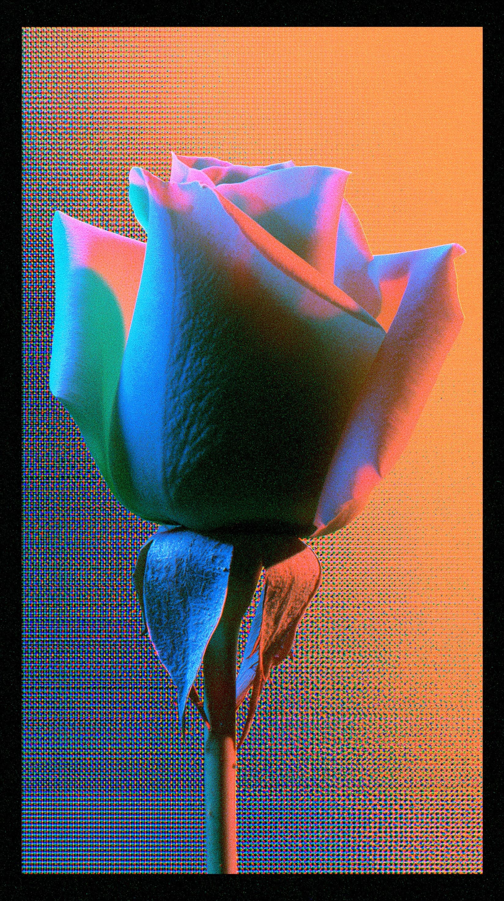 Halftone Rose in Orange