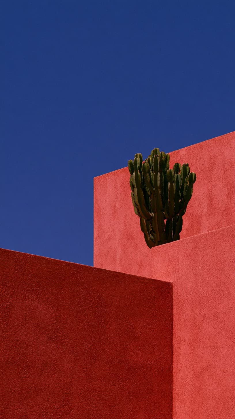 Cactus Above Coral Walls