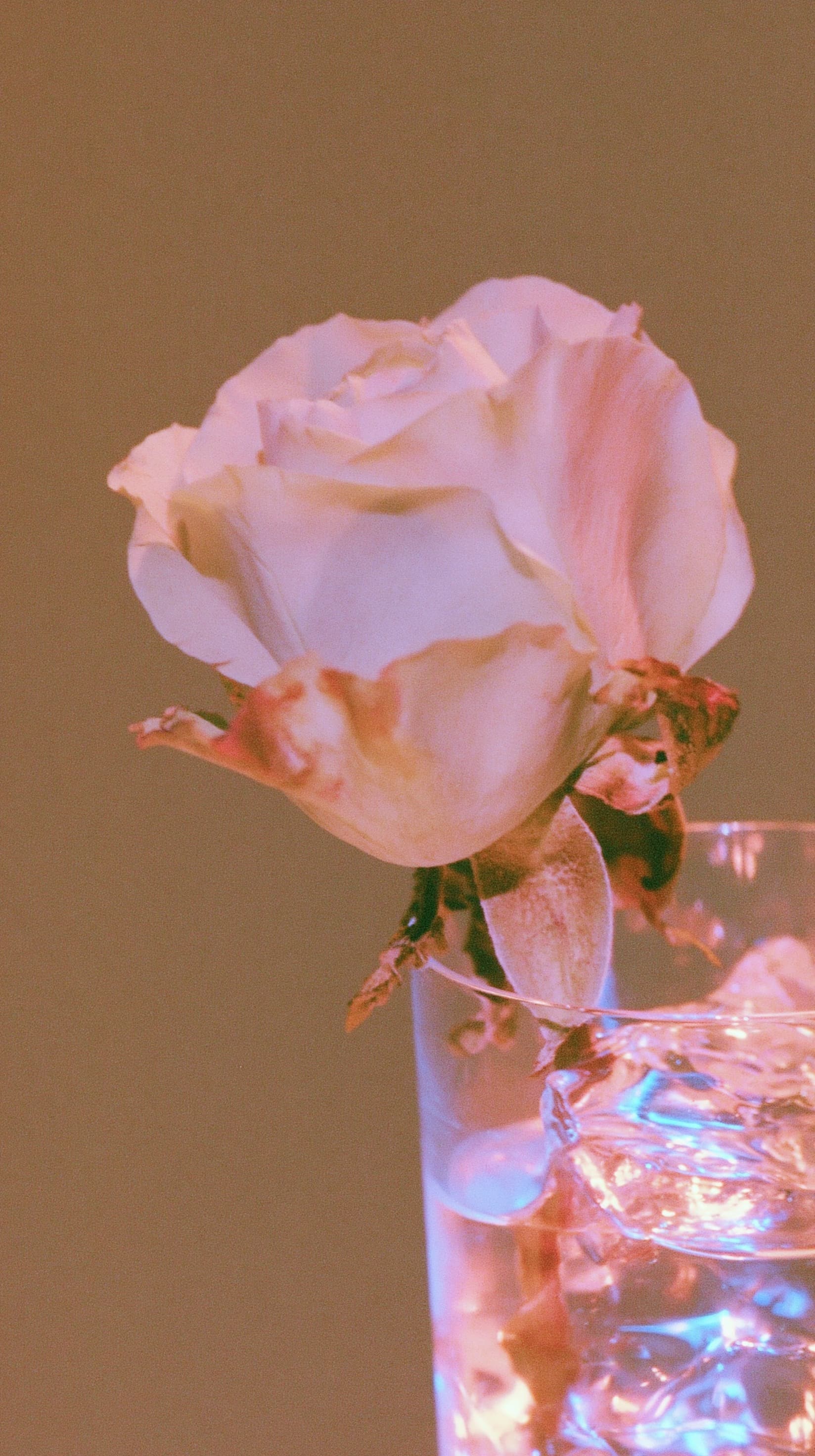Pink Rose in a Water Glass