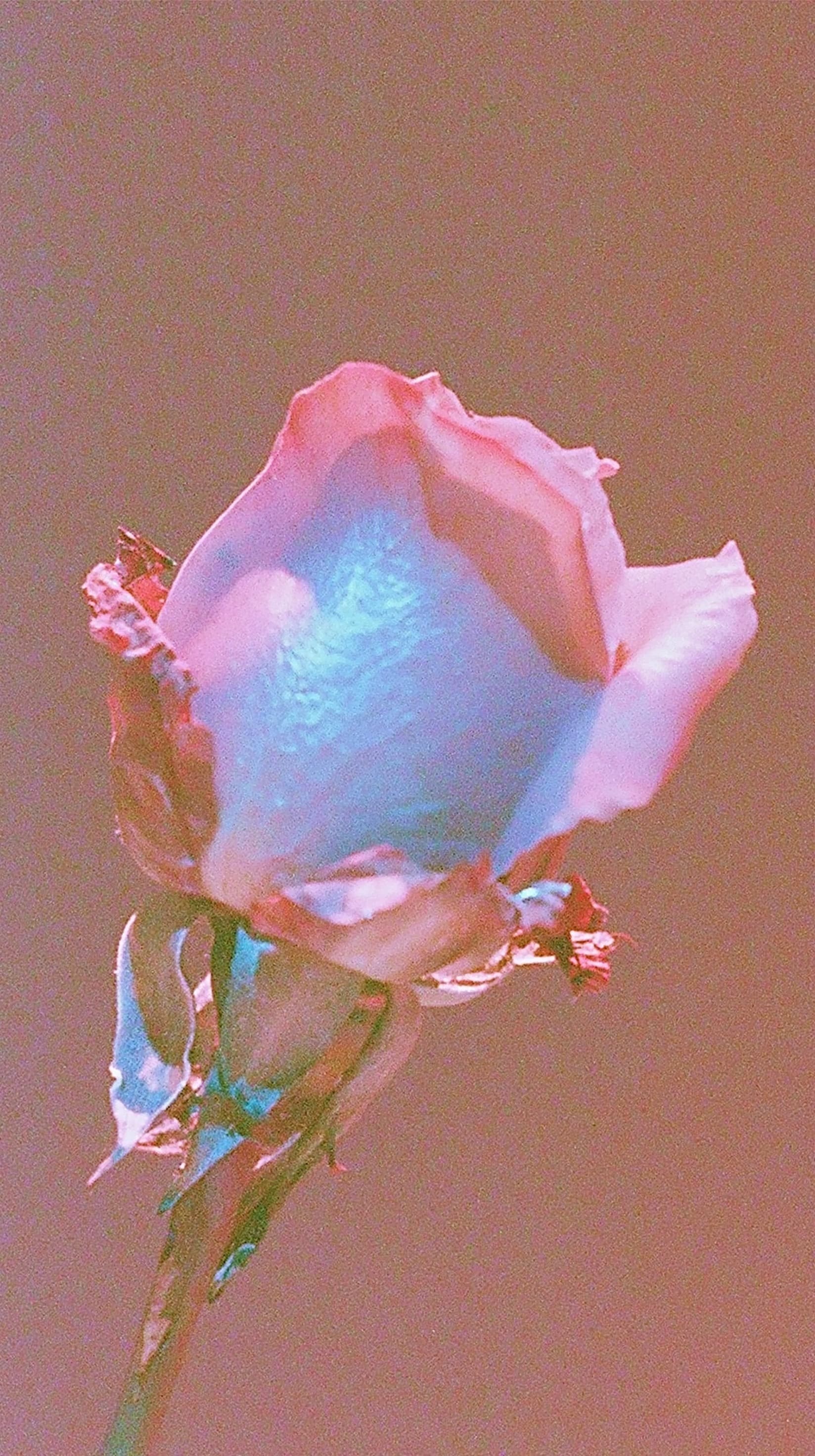Rose with a Cyan Bloom