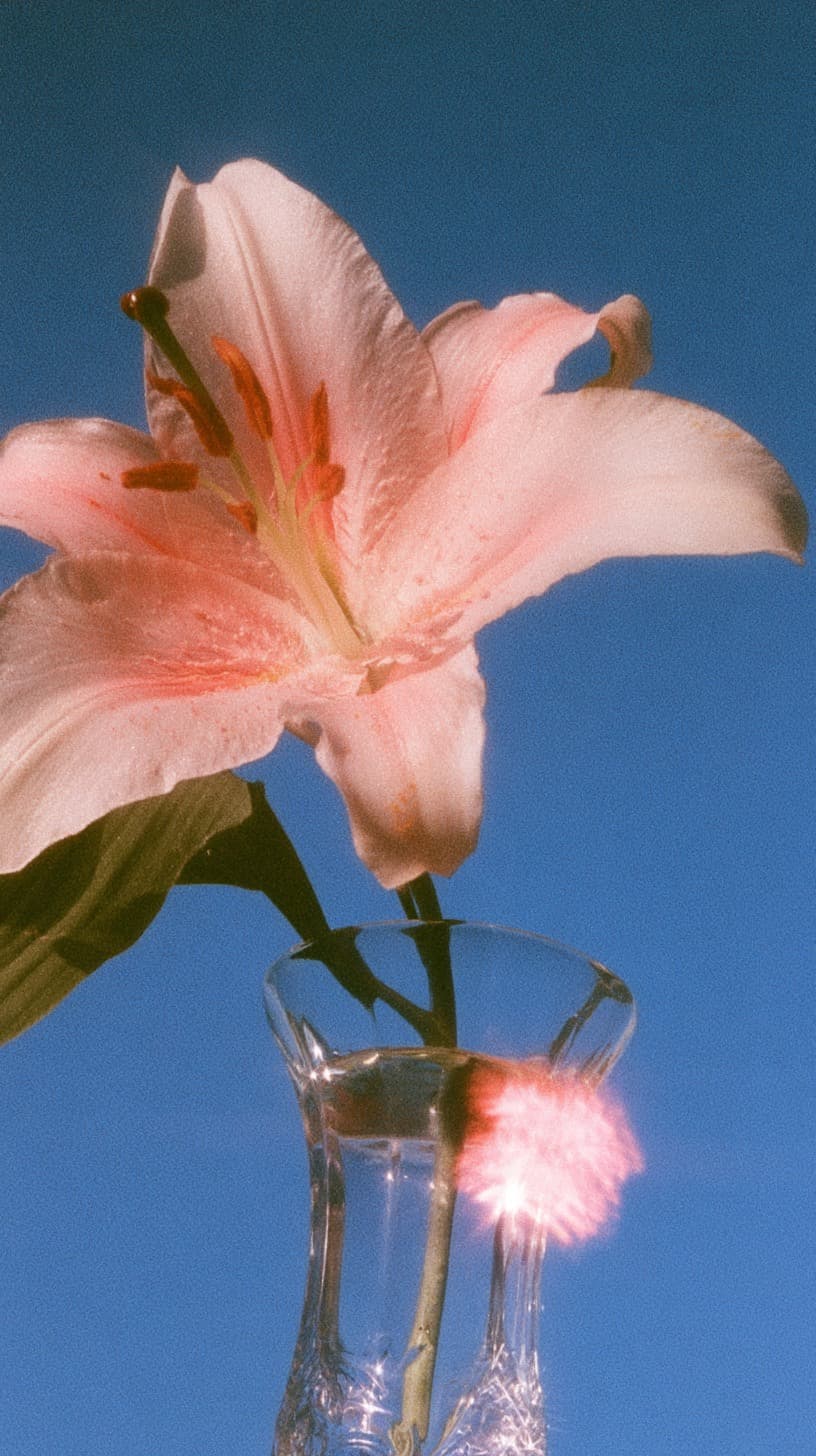 Lily in Full Bloom