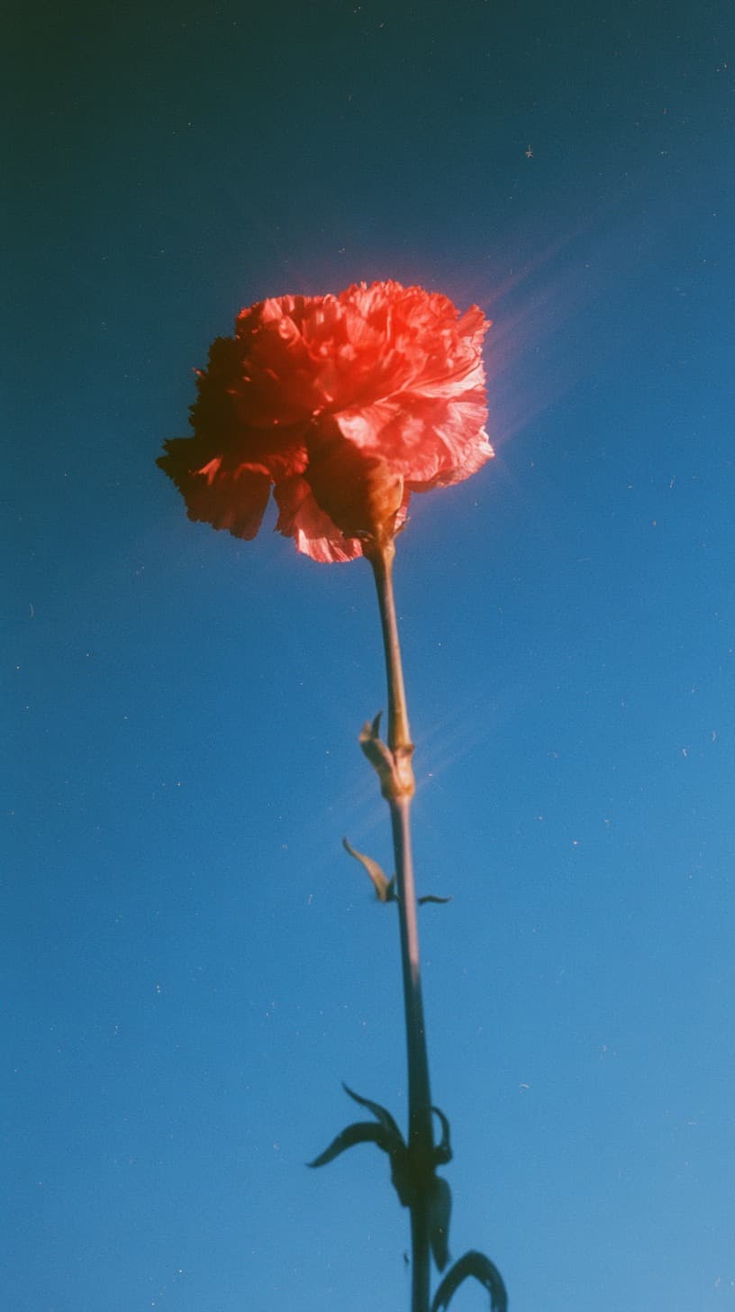 Red Carnation, Sunward