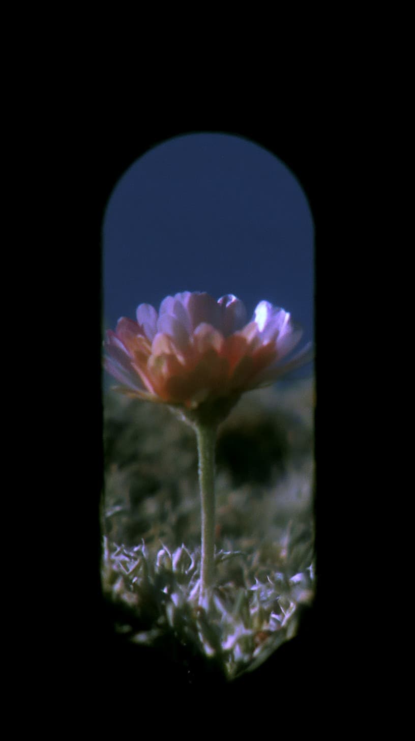 Keyhole Daisy