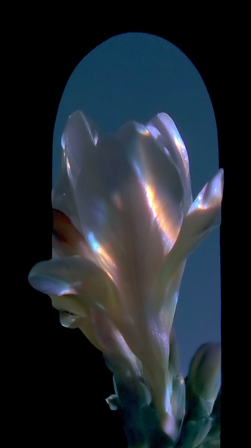 Pearl Bud in the Arch